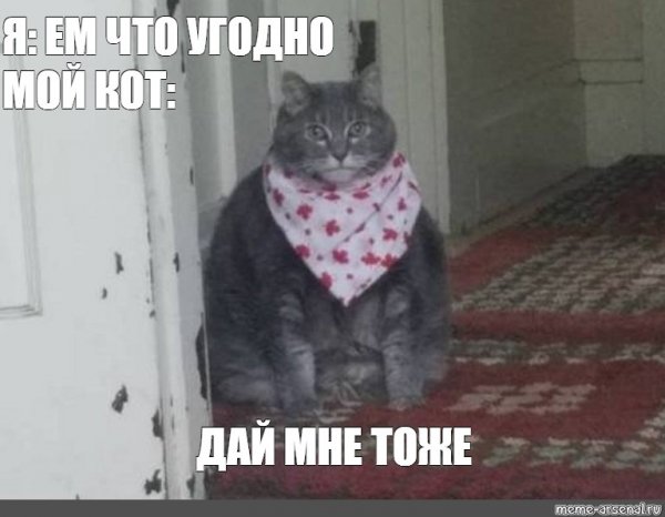 Неси черешню кот Мем