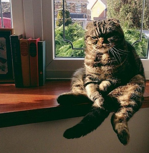 Толстый кот сидит