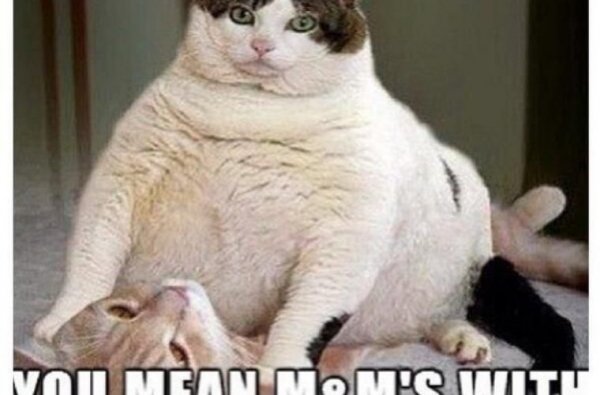 Толстый кот с фартуком