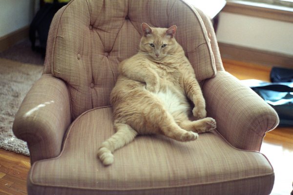 Толстый наглый кот