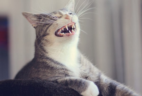 Мемы про смеющегося кота (48 фото)