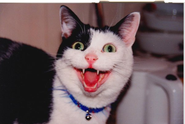 Угарающий кот