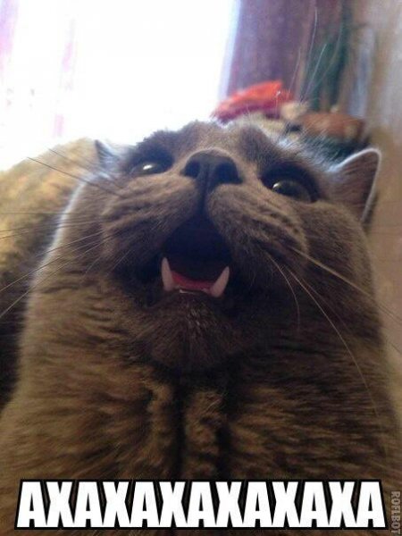 Кот ахаха