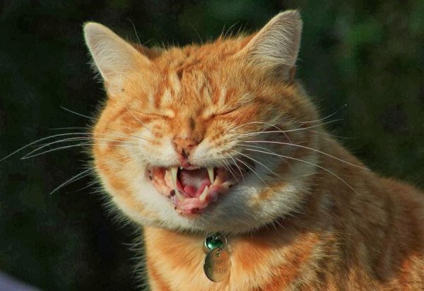 Ехидный котик
