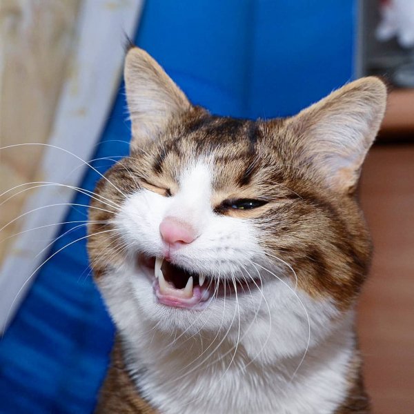 Смешные кошачьи морды
