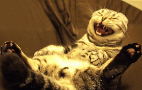 Смешной кот ржет