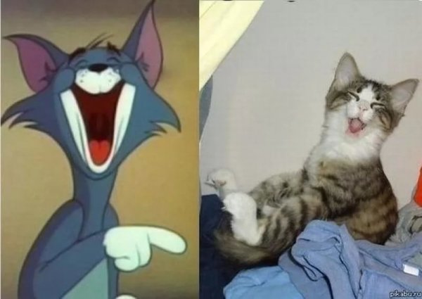 Кот том смеется