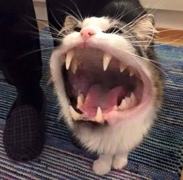 Орущий кот