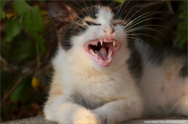 Котенок смеется