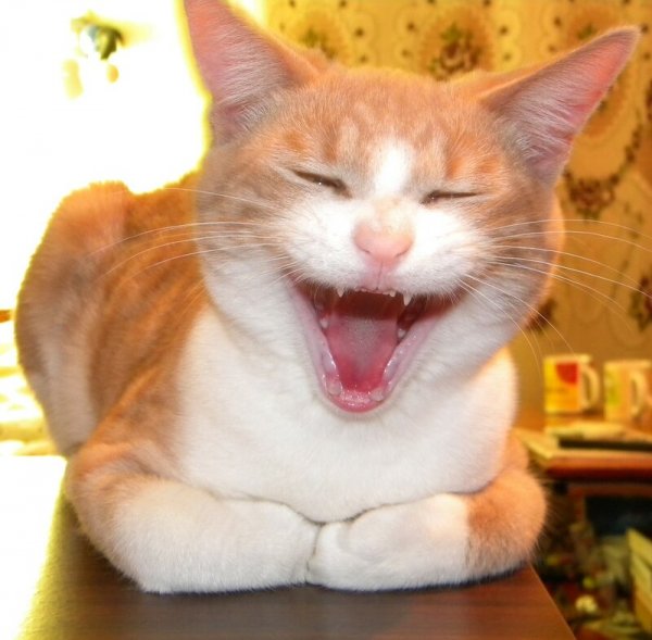 Котик ржет