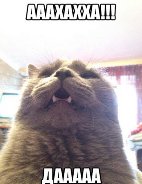 Коты ржут Мем