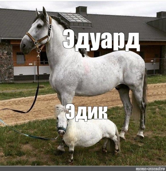 Мемы про лошадей