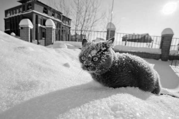 Кот в снегу Мем