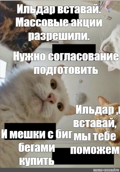 Наташа Проснись коты