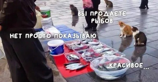 Вы продаете Рыбов