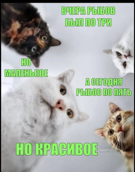 Коты вы продаете Рыбов