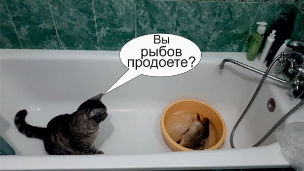 Вы продаете Рыбов