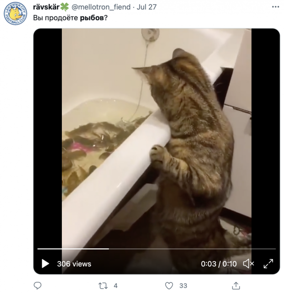 Мем с котами и рыбой