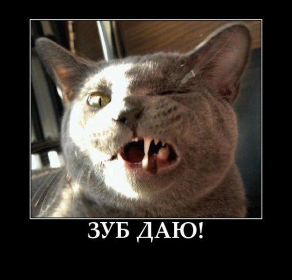 Зуб даю