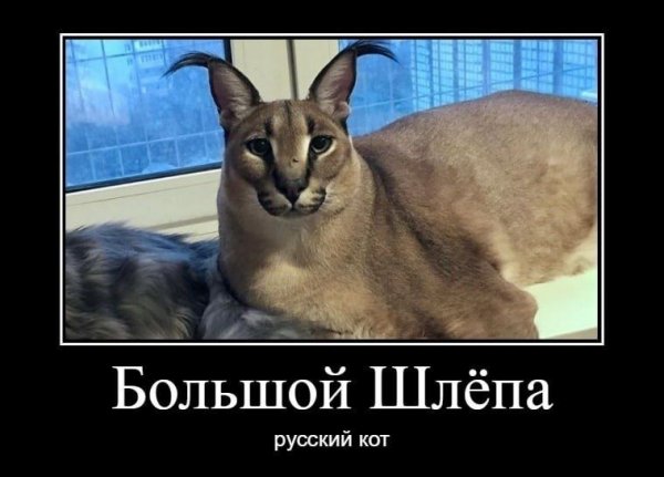 Мемы про шлепу русского кота (49 фото)