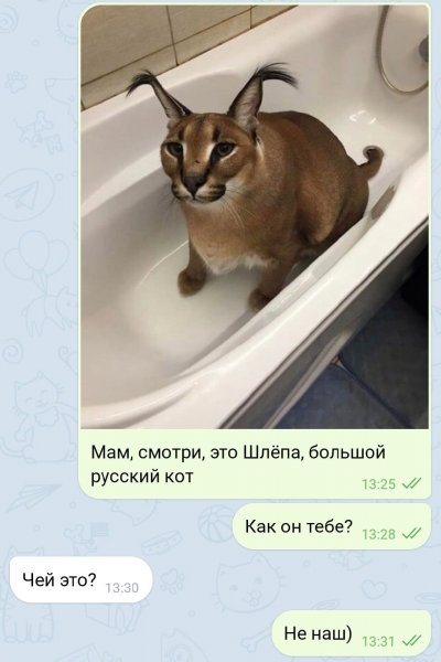 Шлёпа Мем кот