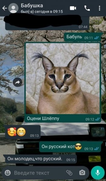 Шлепа русский кот