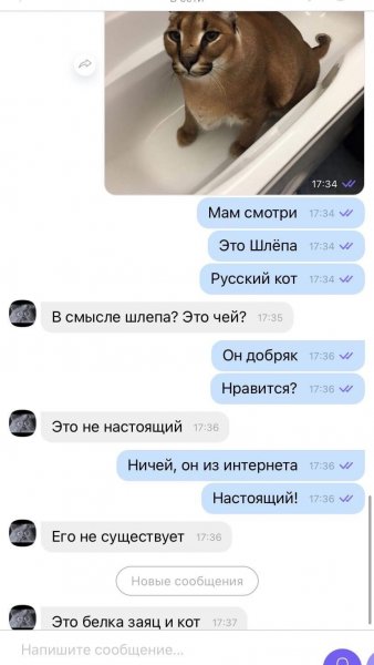 Шлепа кот