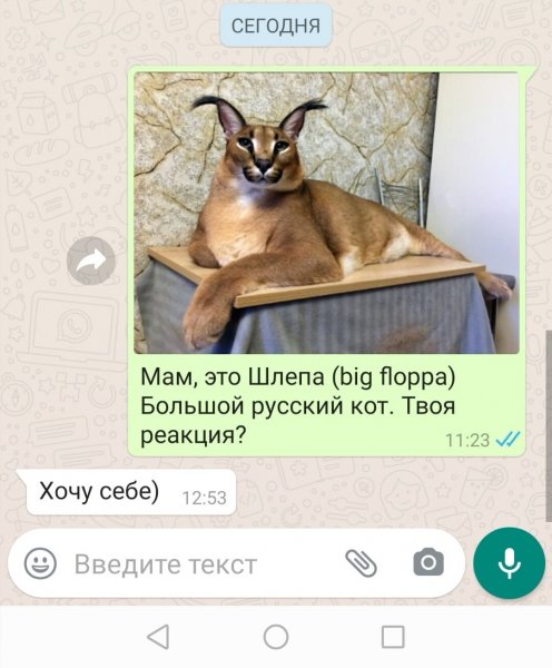 Шлёпа русский кот Мем