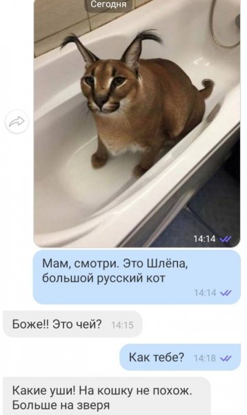 Шлепа русский кот