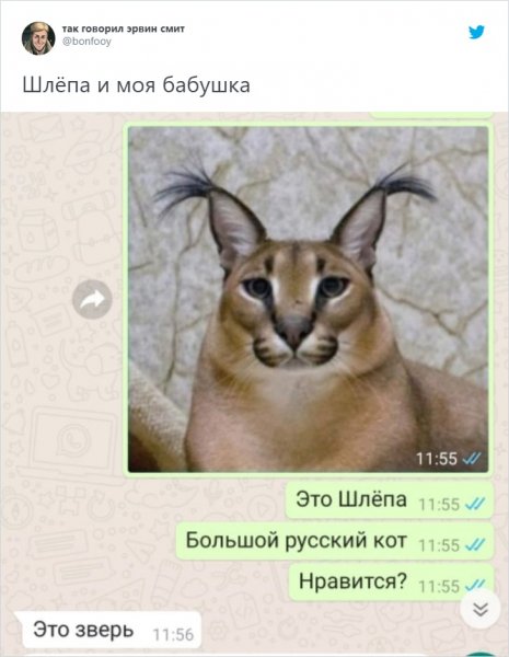 Кот каракал Мем