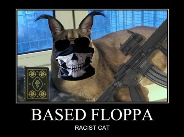 Шлёпа кот