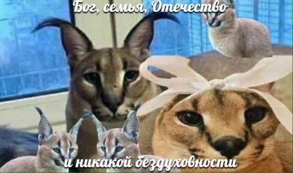 Большой шлёпа кот
