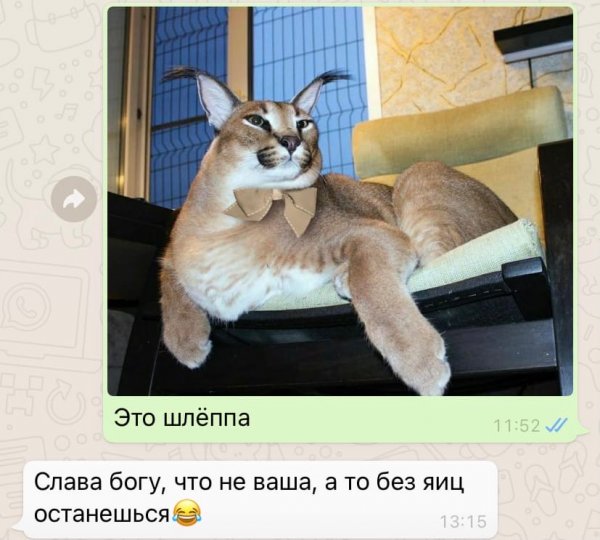 Каракал Гоша Шлеппа