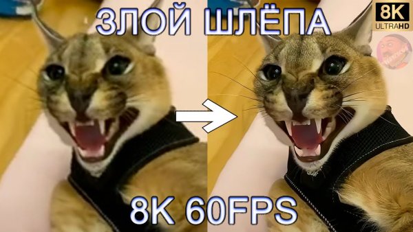 Злой шлёпа кот