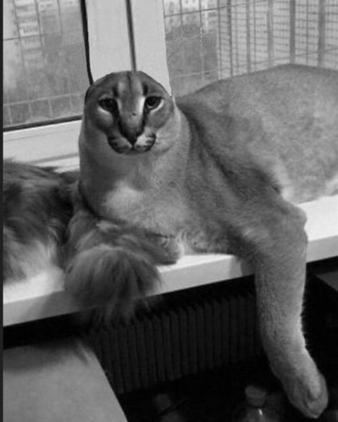 Шлёпа русский кот каракал