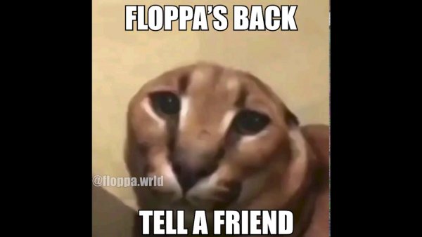 Шлёпа без ушей Мем