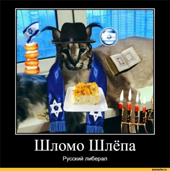 Шлепа украинский кот
