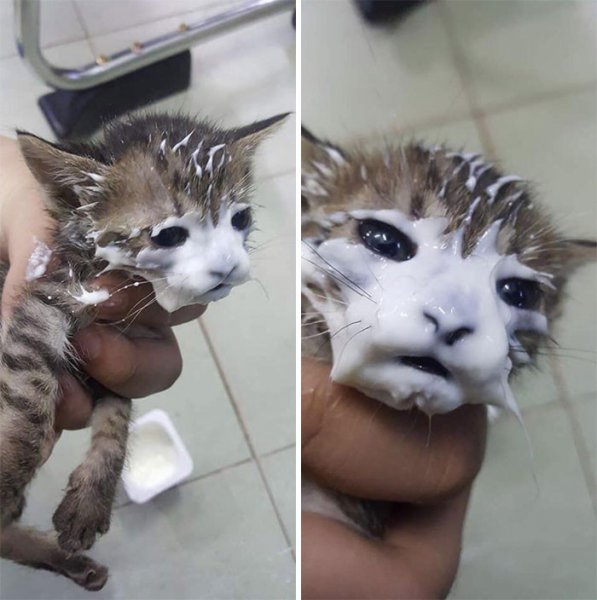 Коты с испачканной мордой