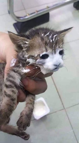 Котенок испачкался в сметане