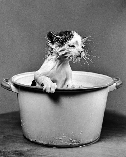 Котенок в тазике