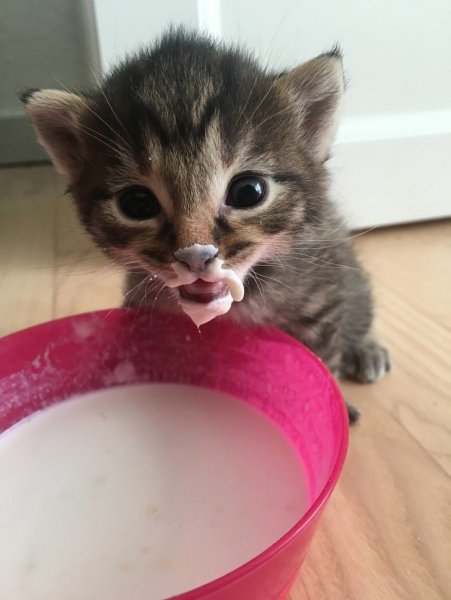 Котенок испачкался