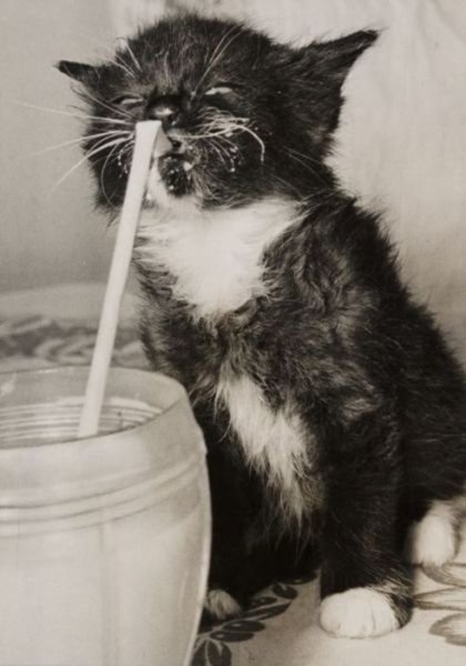 Котенок пьет молоко