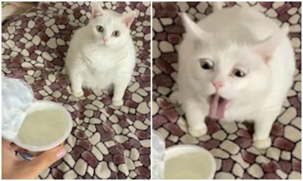 Кота тошнит Мем