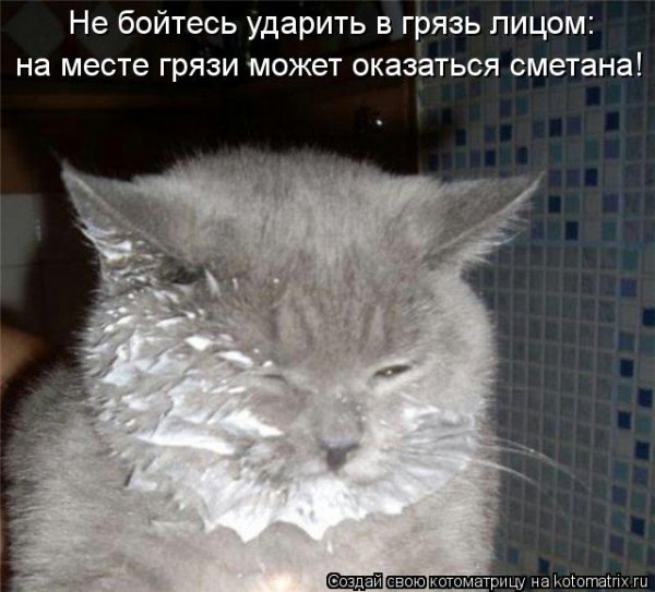 Котенок со сметаной на морде