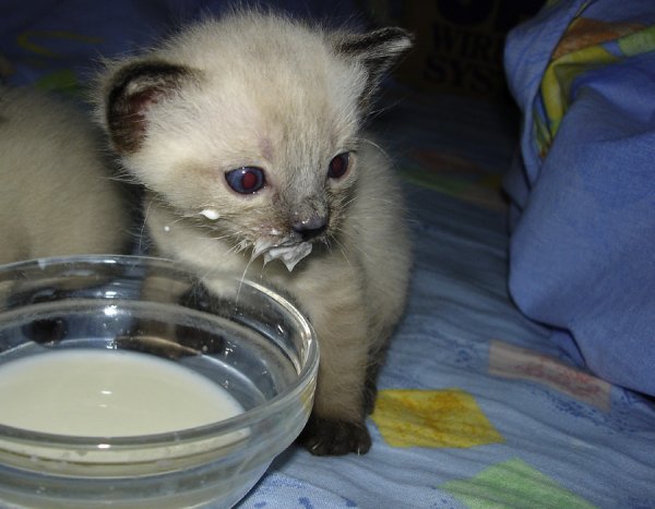 Молочко для котят