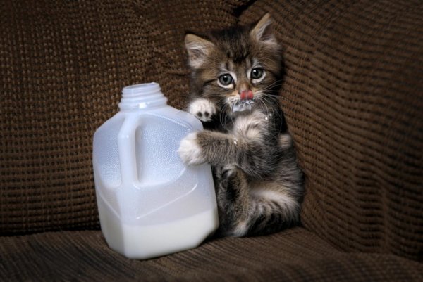 Котенок в молоке