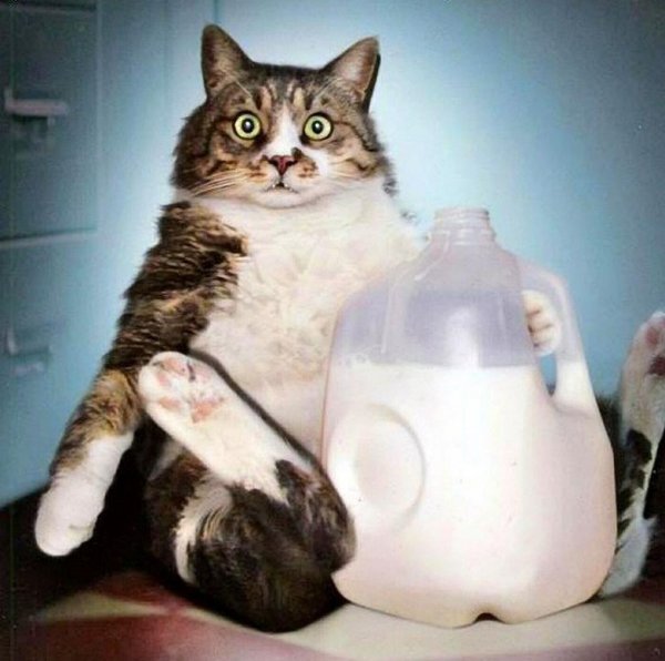 Смешные коты с молоком