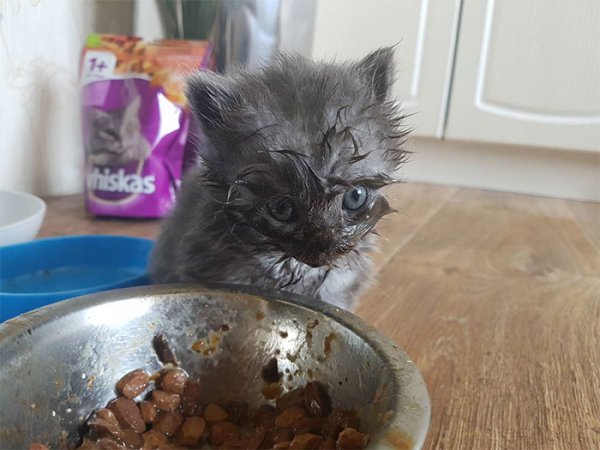 Котенок испачкался в еде