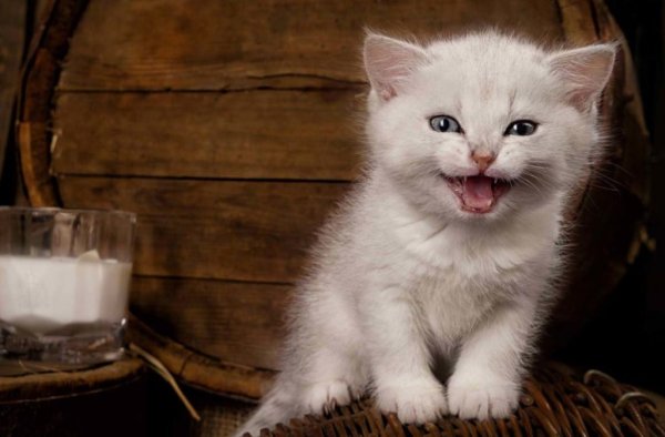 Молочный котенок