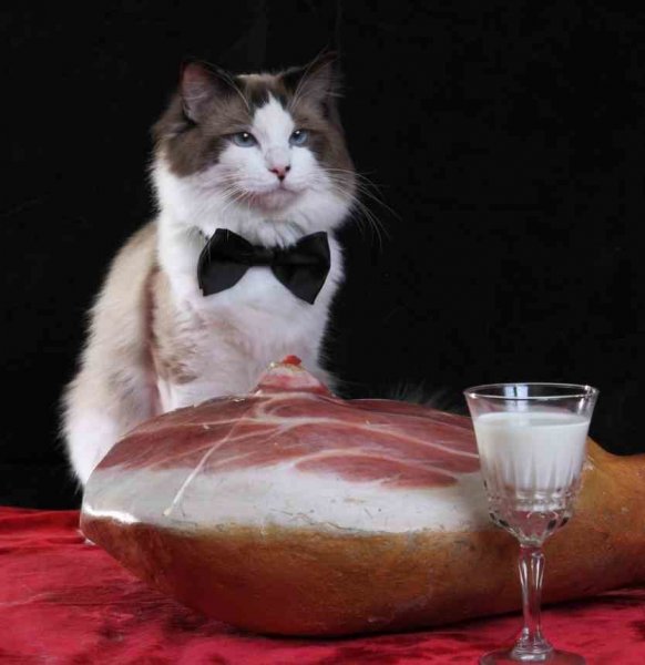 Кот и молоко